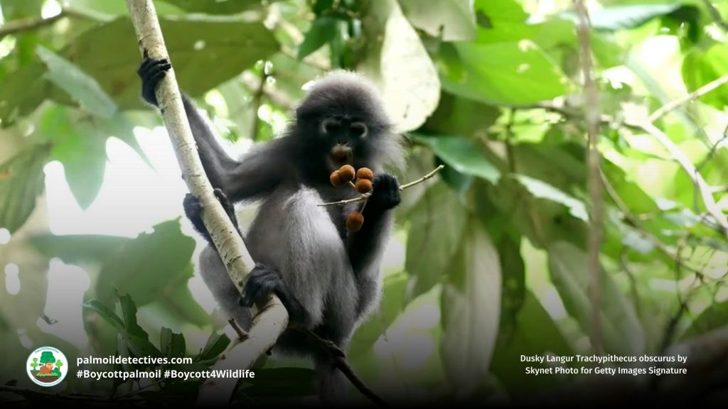 Dusky Langur Trachypithecus obscurus in a tree 