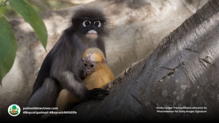 Dusky Langur Trachypithecus obscurus mother and baby in a tree