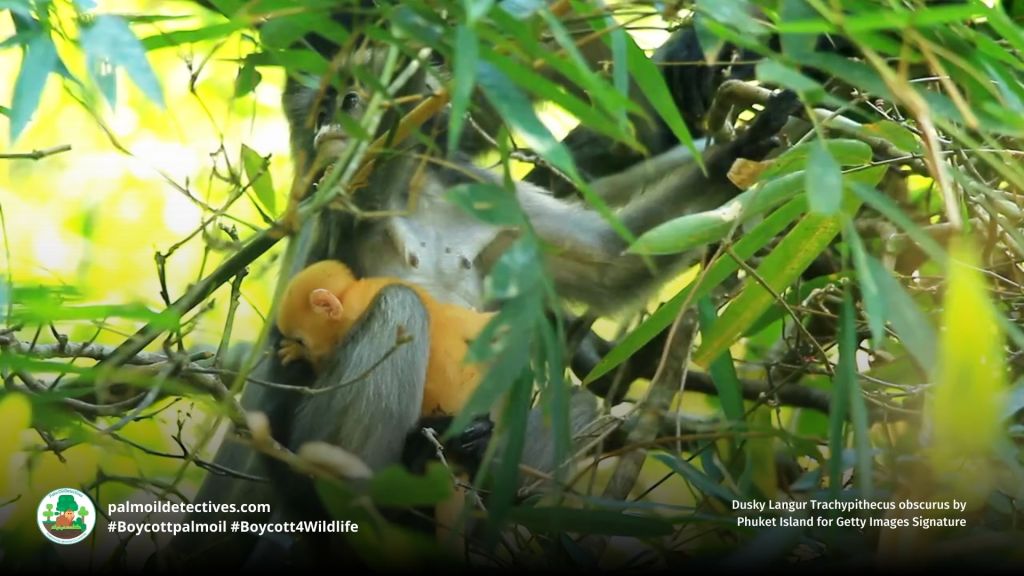 Dusky Langur Trachypithecus obscurus in a tree at sunset