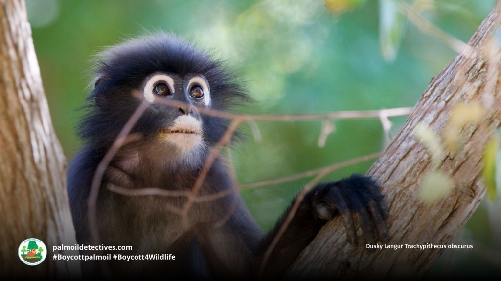 Dusky Langur Trachypithecus obscurus in a tree at sunset