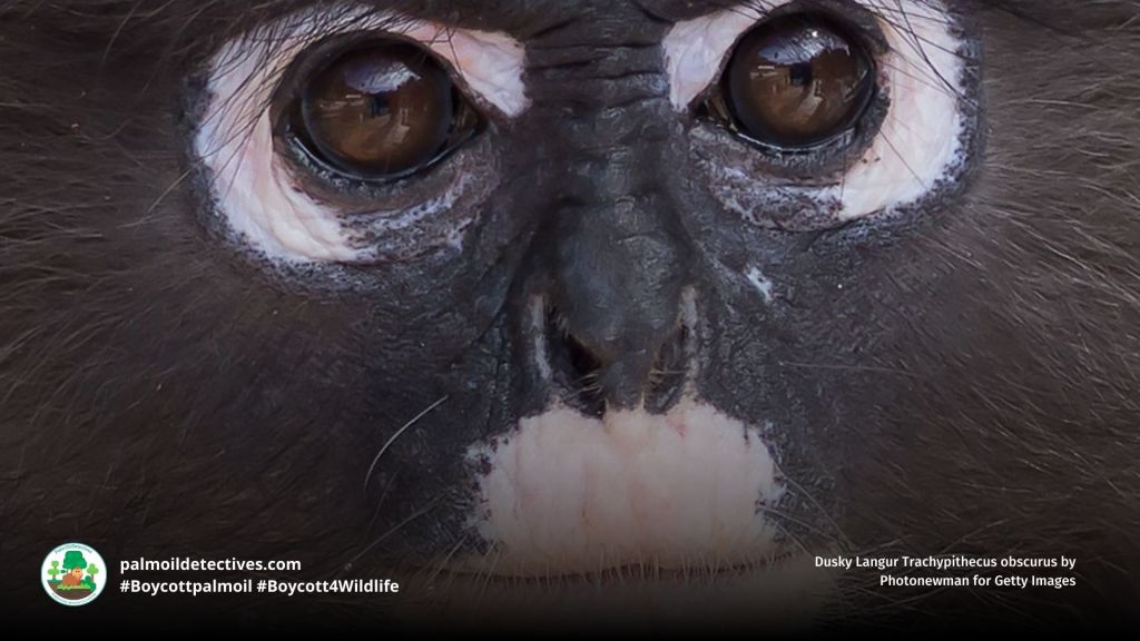 Dusky Langur Trachypithecus obscurus close up of face