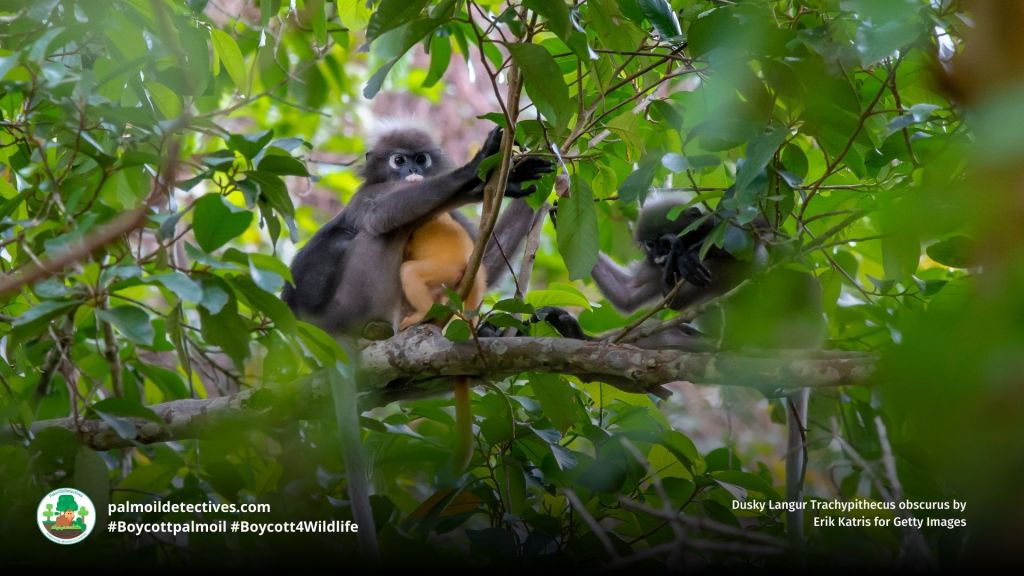 Dusky Langur Trachypithecus obscurus mother and baby in a tree