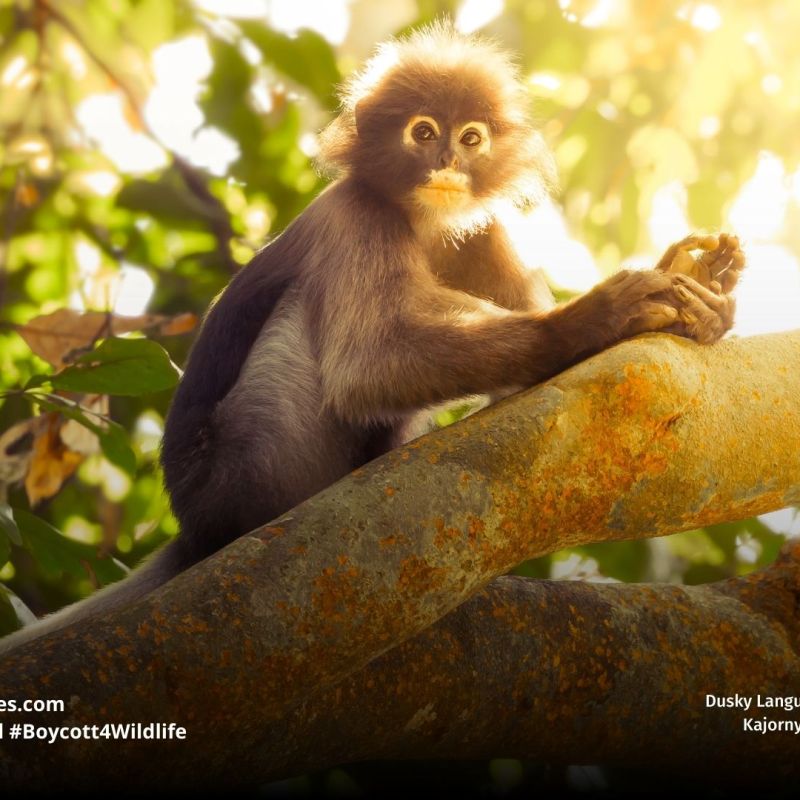 Dusky Langur Trachypithecus&nbsp;obscurus