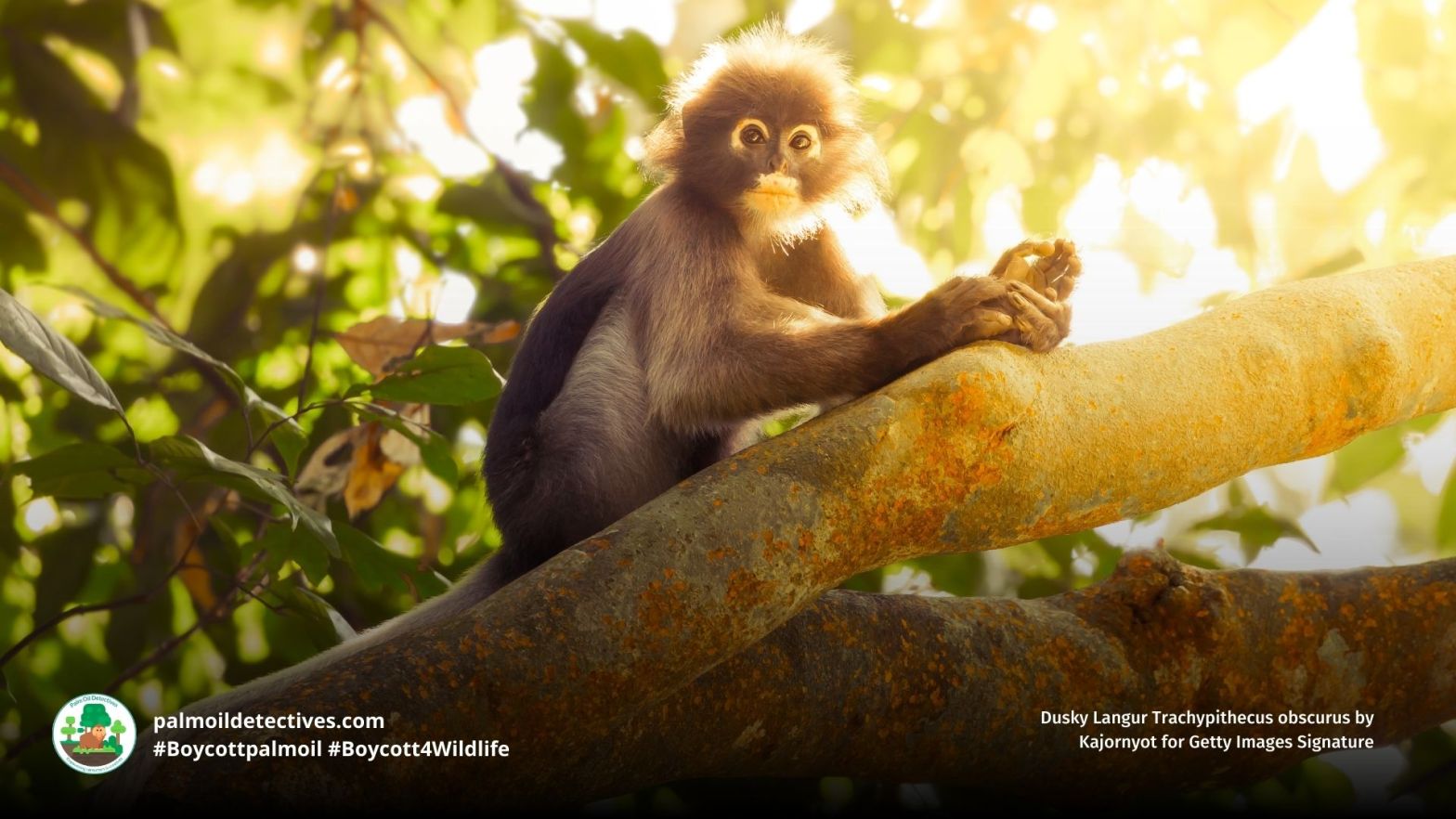 Dusky Langur Trachypithecus obscurus in a tree at sunset