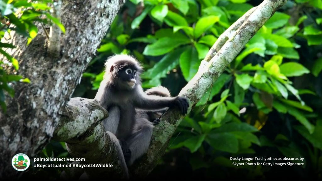 Dusky Langur Trachypithecus obscurus in a tree