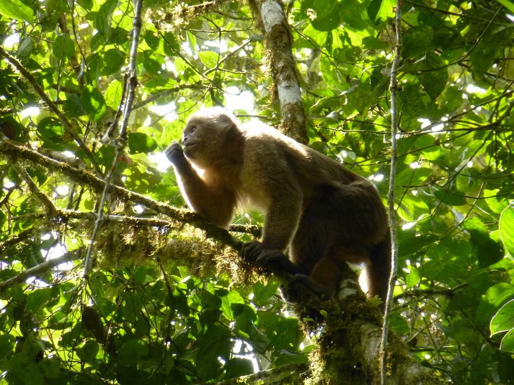 Ecuadorian White-fronted Capuchin Cebus aequatorialis