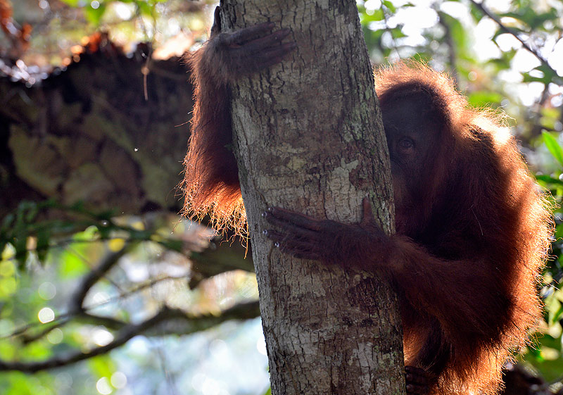 Female orangutan at dawn in the Sumatran jungle - Craig Jones Wildlife Photography
