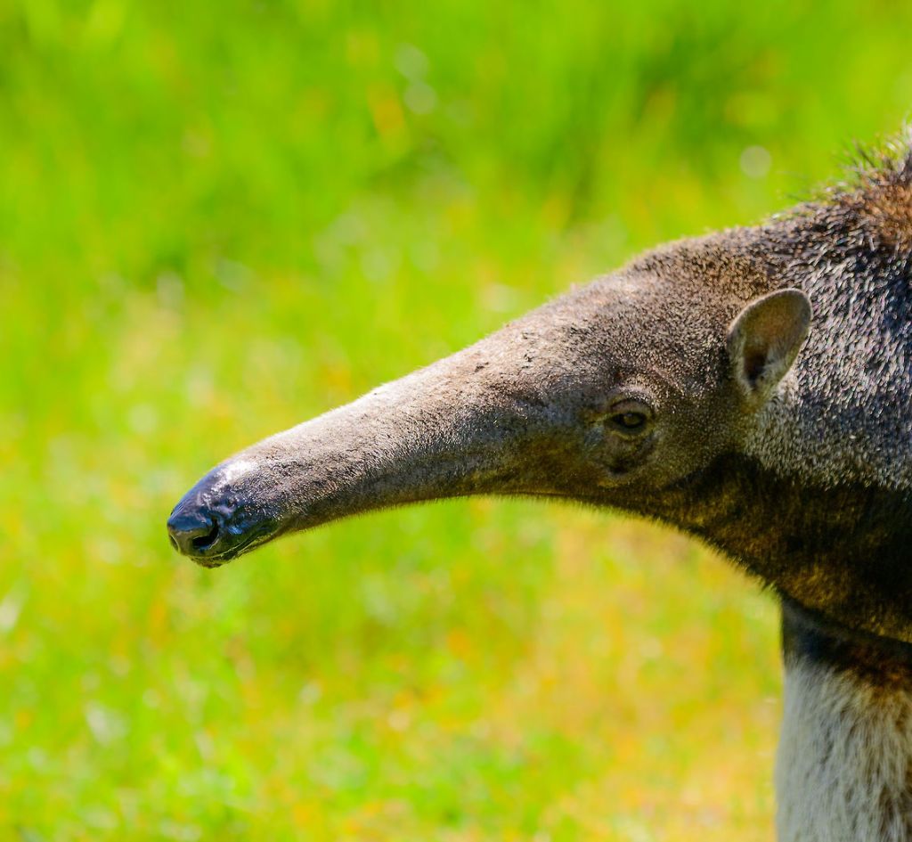 Giant Anteater Myrmecophaga tridactyla