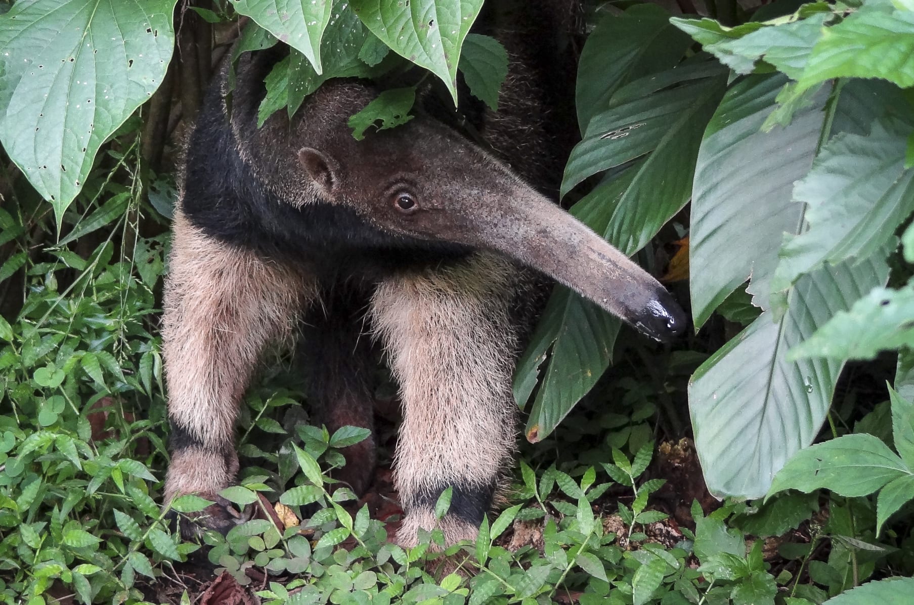 Giant Anteater Myrmecophaga tridactyla