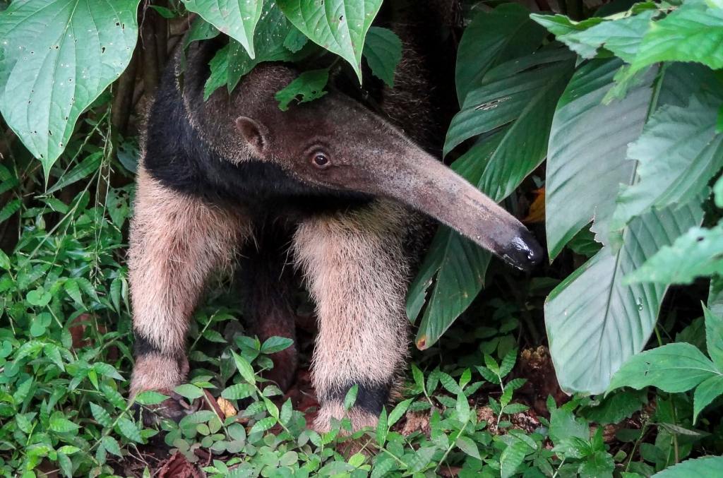 Giant Anteater Myrmecophaga tridactyla