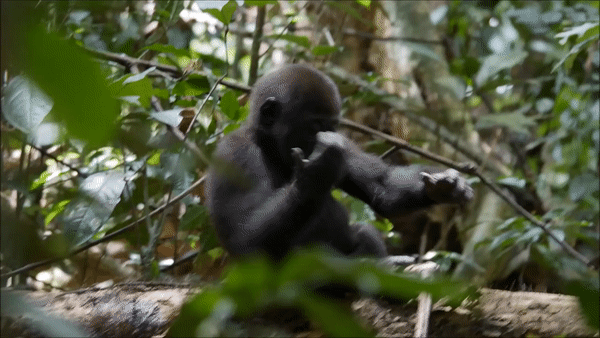 Western Lowland Gorilla Gorilla gorilla