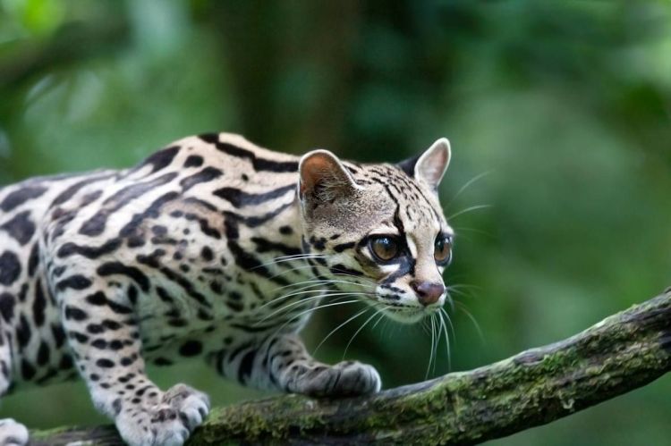Northern Tiger Cat (Oncilla) Leopardus tigrinus