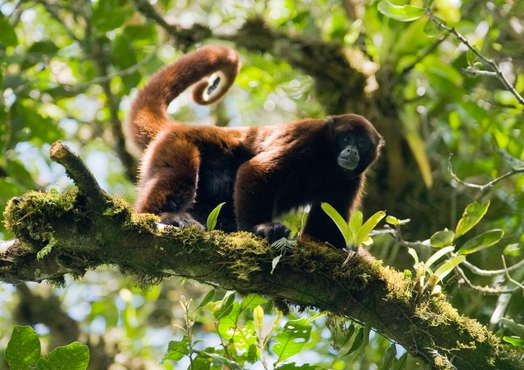 Peruvian Yellow-tailed Woolly Monkey Lagothrix flavicauda