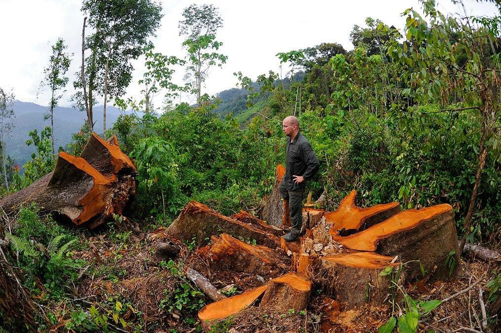 Protected forests in Sumatra are being destroyed and all of the animals along with them. Craig Jones Wildlife Photography