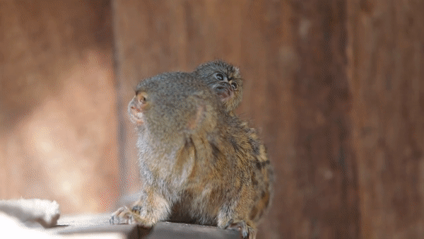 Pygmy Marmoset Cebuella niveiventris and Cebuella pygmaea