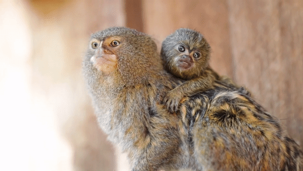 Pygmy Marmoset Cebuella niveiventris and Cebuella pygmaea