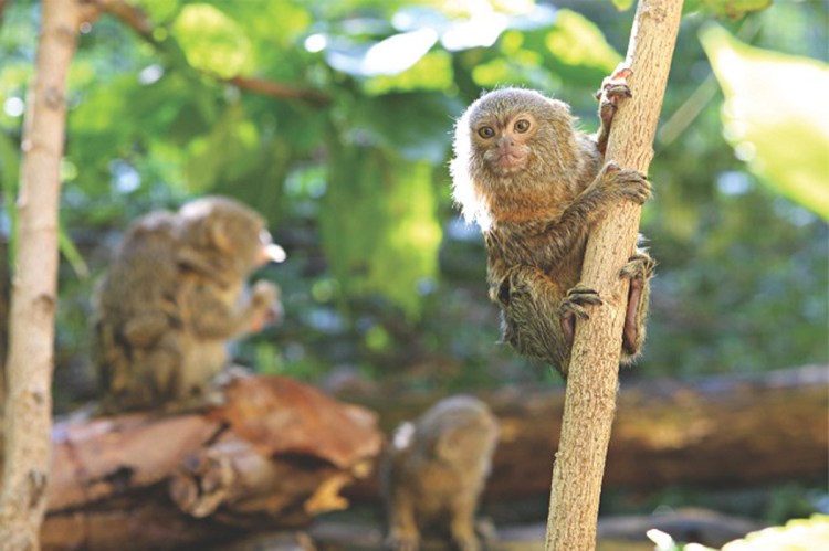 Pygmy Marmoset Cebuella niveiventris and Cebuella pygmaea