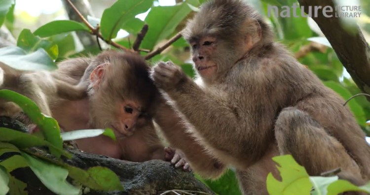 Santa Marta White-fronted Capuchin Cebus malitiosus