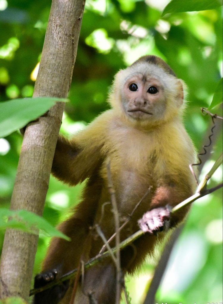 Santa Marta White-fronted Capuchin Cebus malitiosus