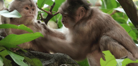 Santa Marta White-fronted Capuchin Cebus malitiosus