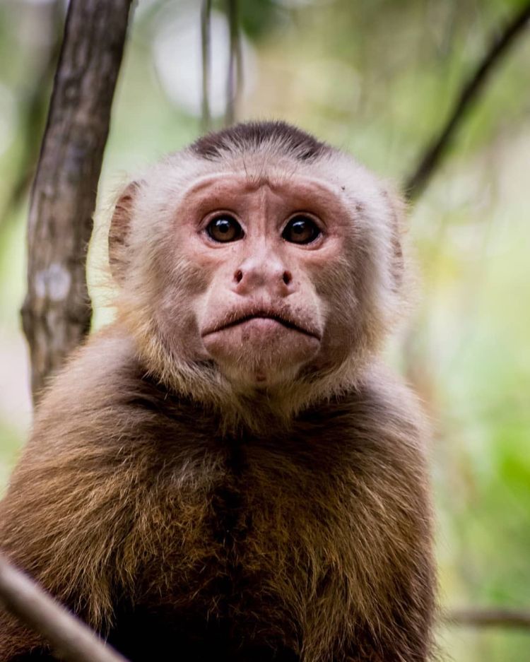 Santa Marta White-fronted Capuchin Cebus malitiosus