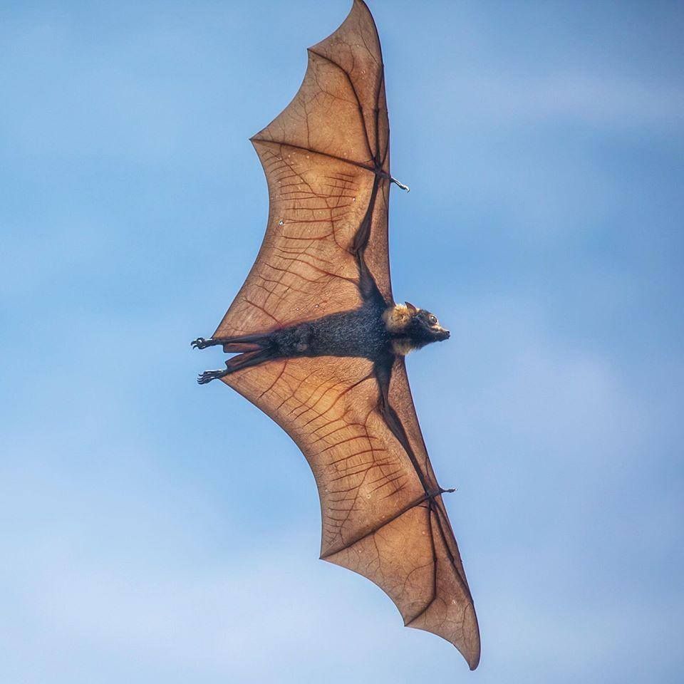 Spectacled Flying Fox Pteropus conspicillatus