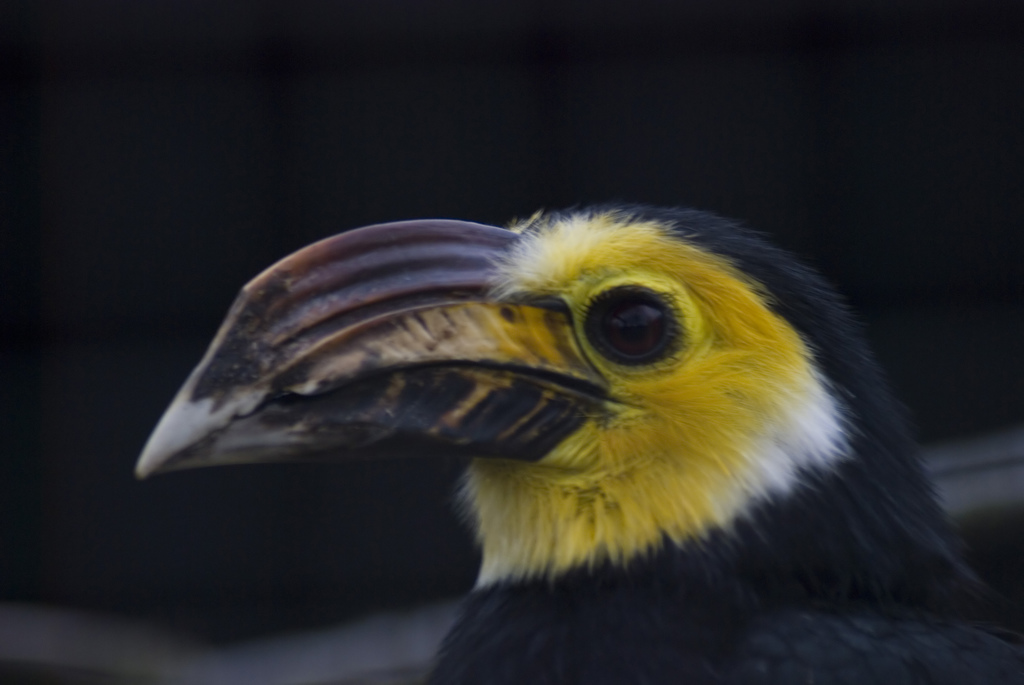Sulawesi Hornbill Rhabdotorrhinus exarhatus