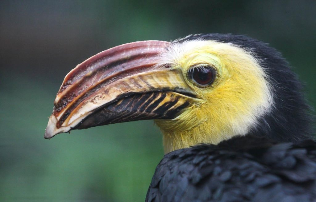 Sulawesi Hornbill Rhabdotorrhinus exarhatus