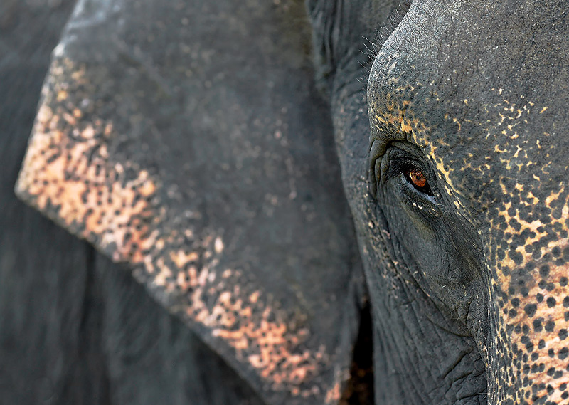 Spotlight on Sumatran Elephants - Craig Jones Wildlife Photography