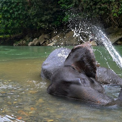 Large herbivores such as elephants  contribute to tree&nbsp;diversity