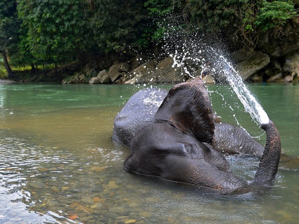 Large herbivores such as elephants  contribute to tree&nbsp;diversity