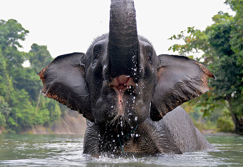 Spotlight on Sumatran Elephants - Craig Jones Wildlife Photography