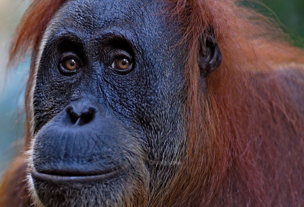 Sumatran orangutan close up. Craig Jones Wildlife Photography