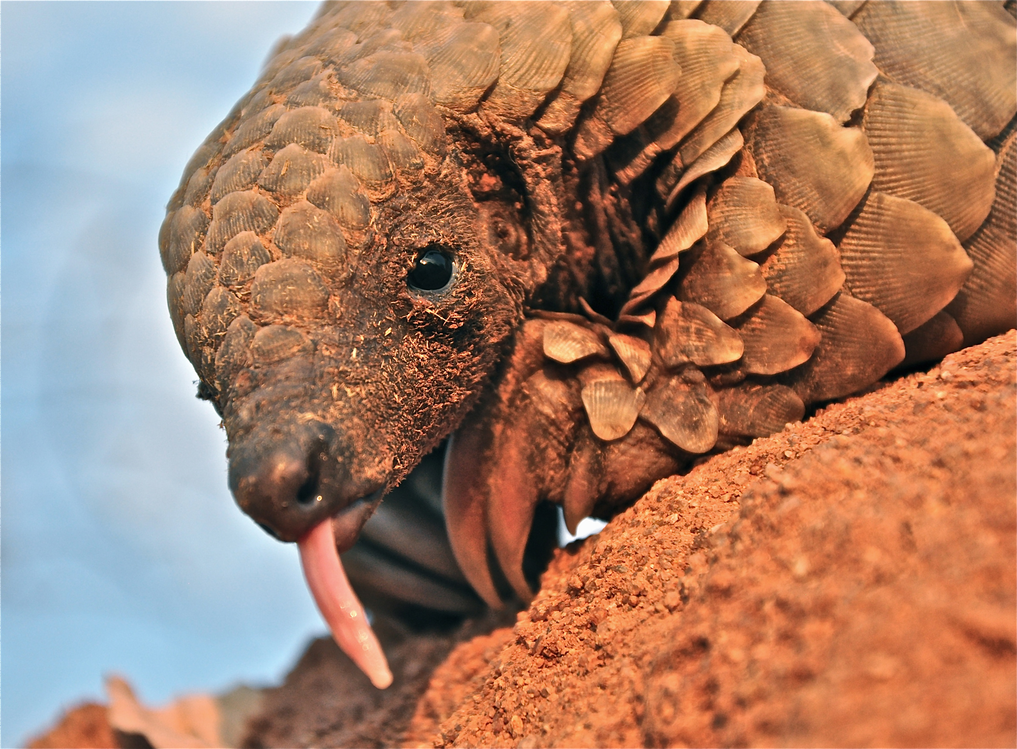 Temminck's Pangolin Smutsia temminckii