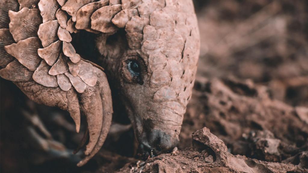 Temminck's Pangolin Smutsia temminckii