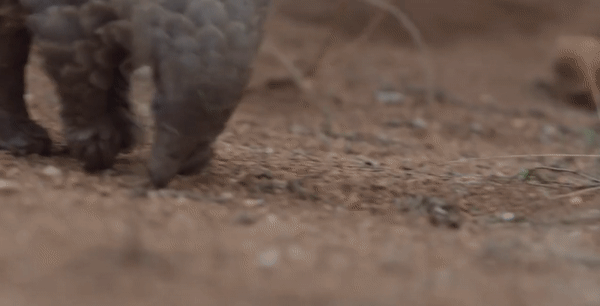 Temminck's Pangolin Smutsia temminckii
