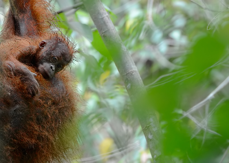 This baby orangutan was named Craig after we rescued him from the RSPO member palm oil plantation - Craig Jones Wildlife Photography