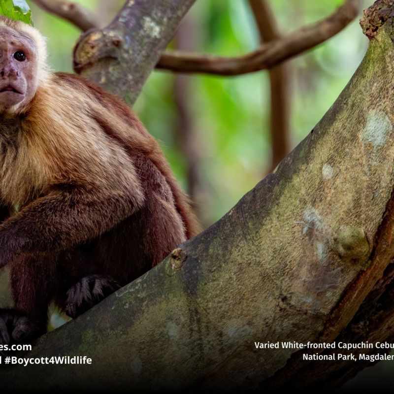 Varied White-fronted Capuchin Cebus&nbsp;versicolor