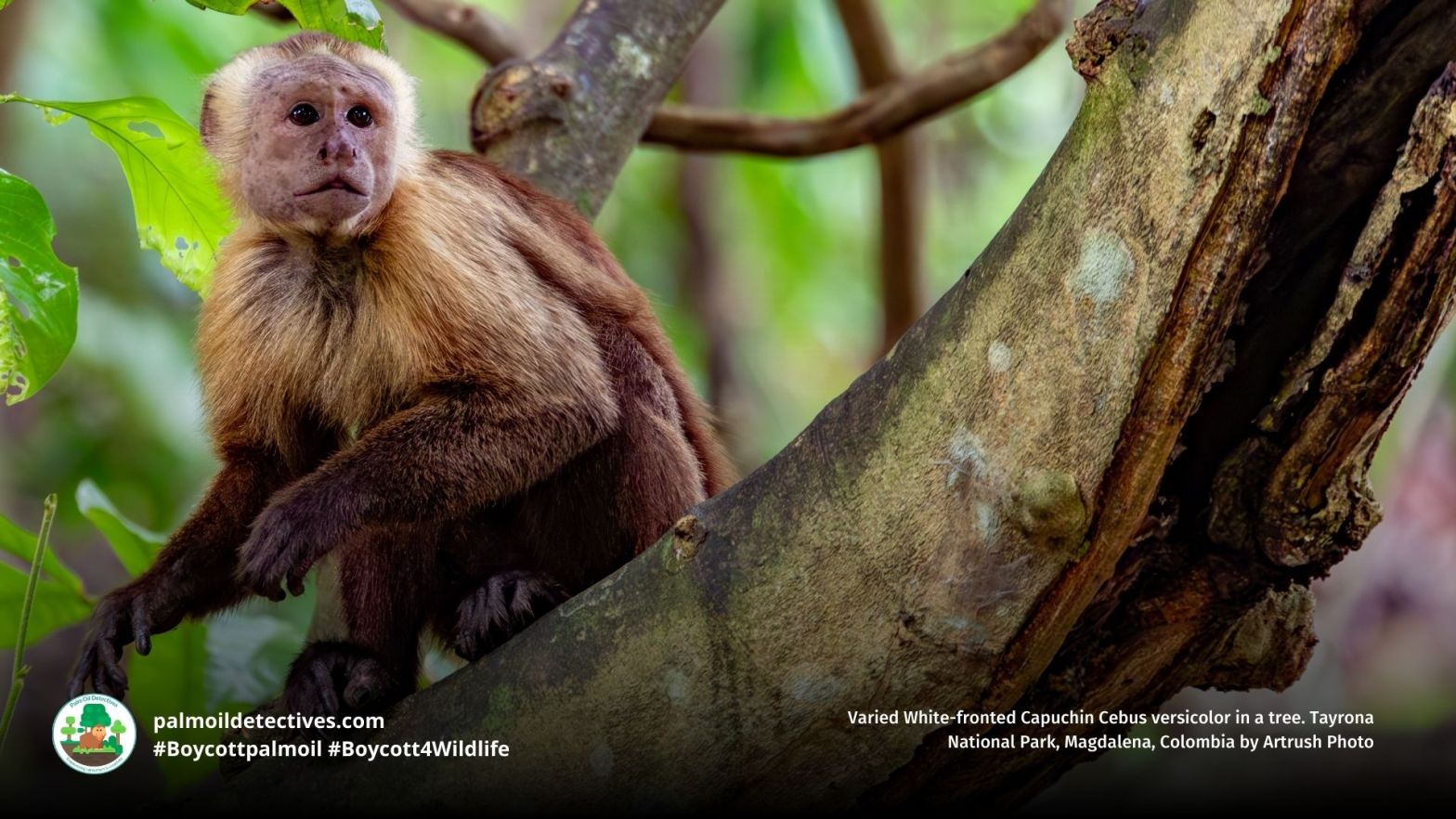 Varied White-fronted Capuchin Cebus versicolor close-up on branch