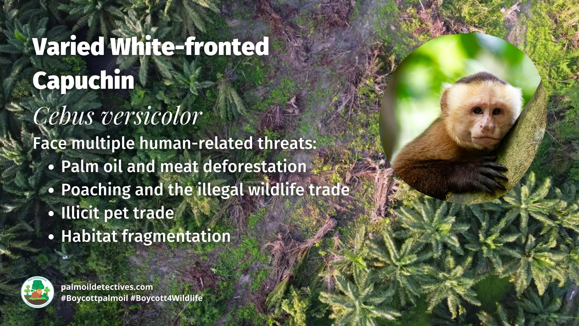 Varied White-fronted Capuchin Cebus versicolor threats