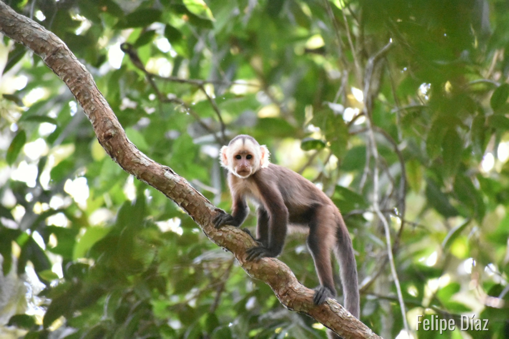 Varied White-fronted Capuchin Cebus versicolor