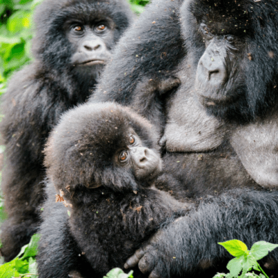 Western Lowland Gorilla Gorilla&nbsp;gorilla
