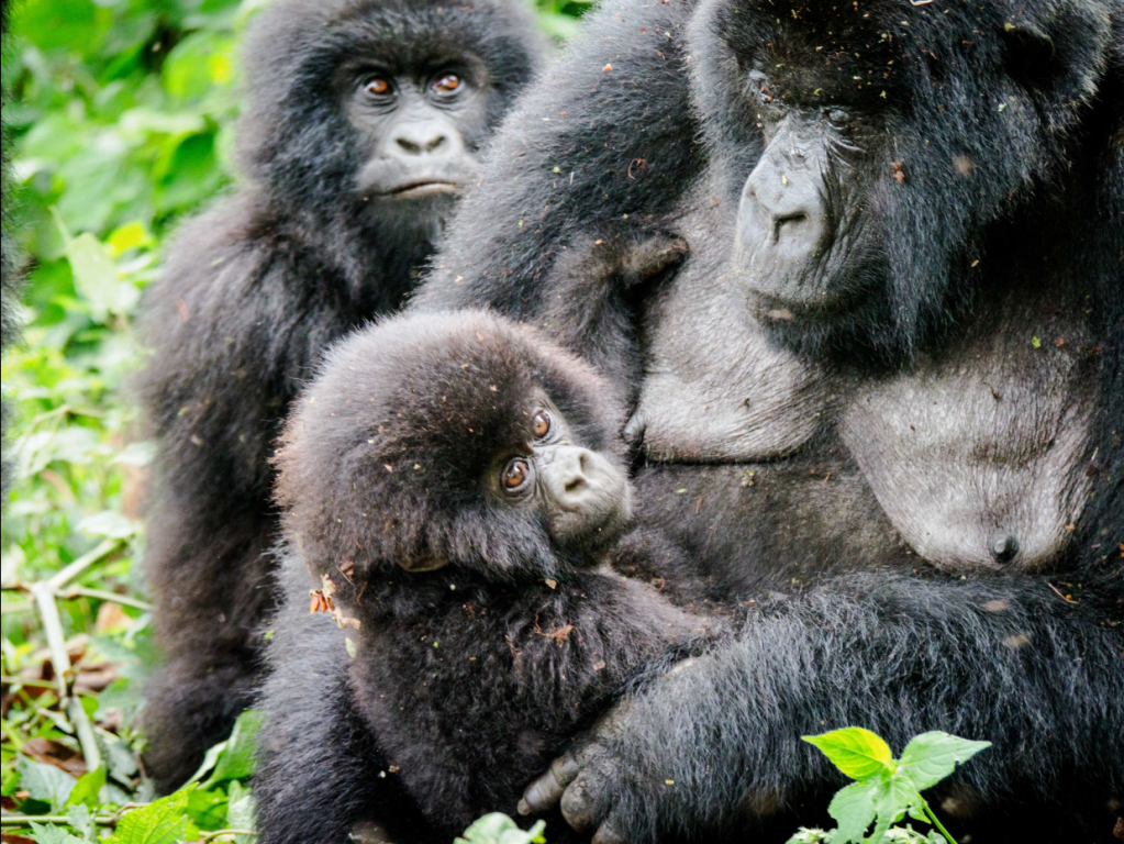 Western Lowland Gorilla Gorilla gorilla