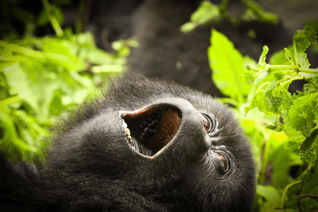 Western Lowland Gorilla Gorilla gorilla