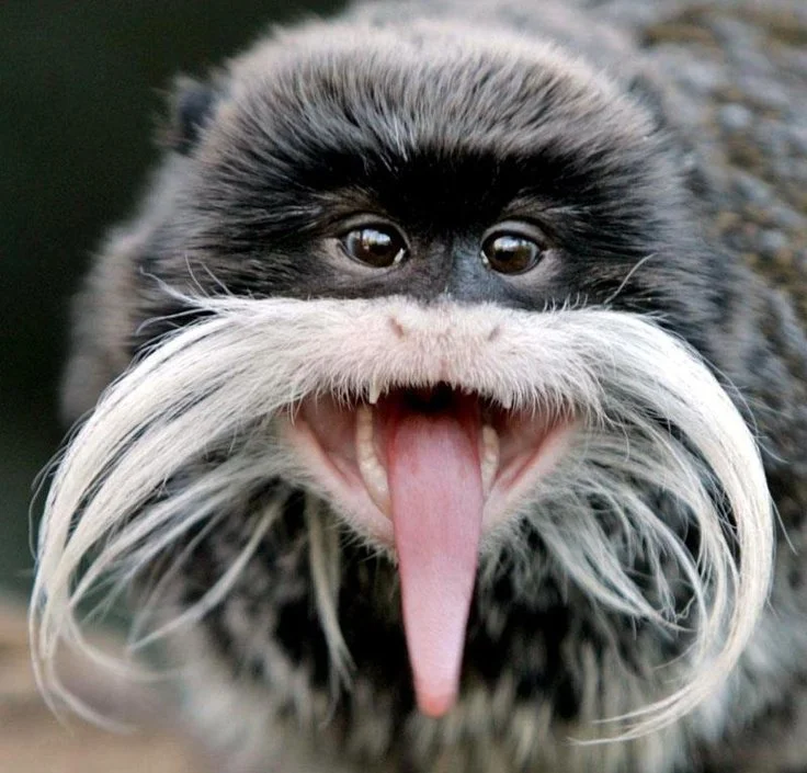 Moustached tamarin - South America
