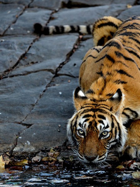 Tiger Panthera tigris