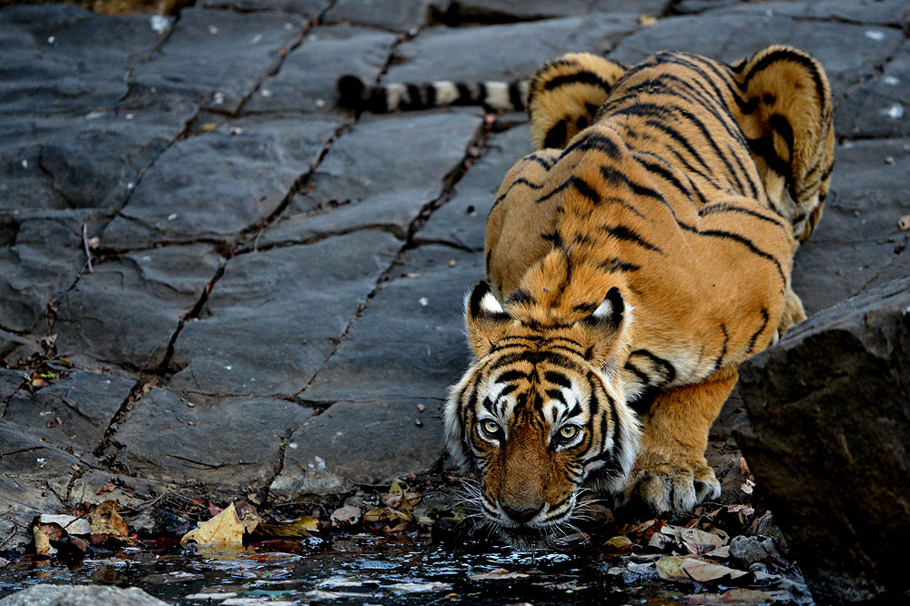 Craig Jones Wildlife Photography - A Bengal tiger drinking at a river