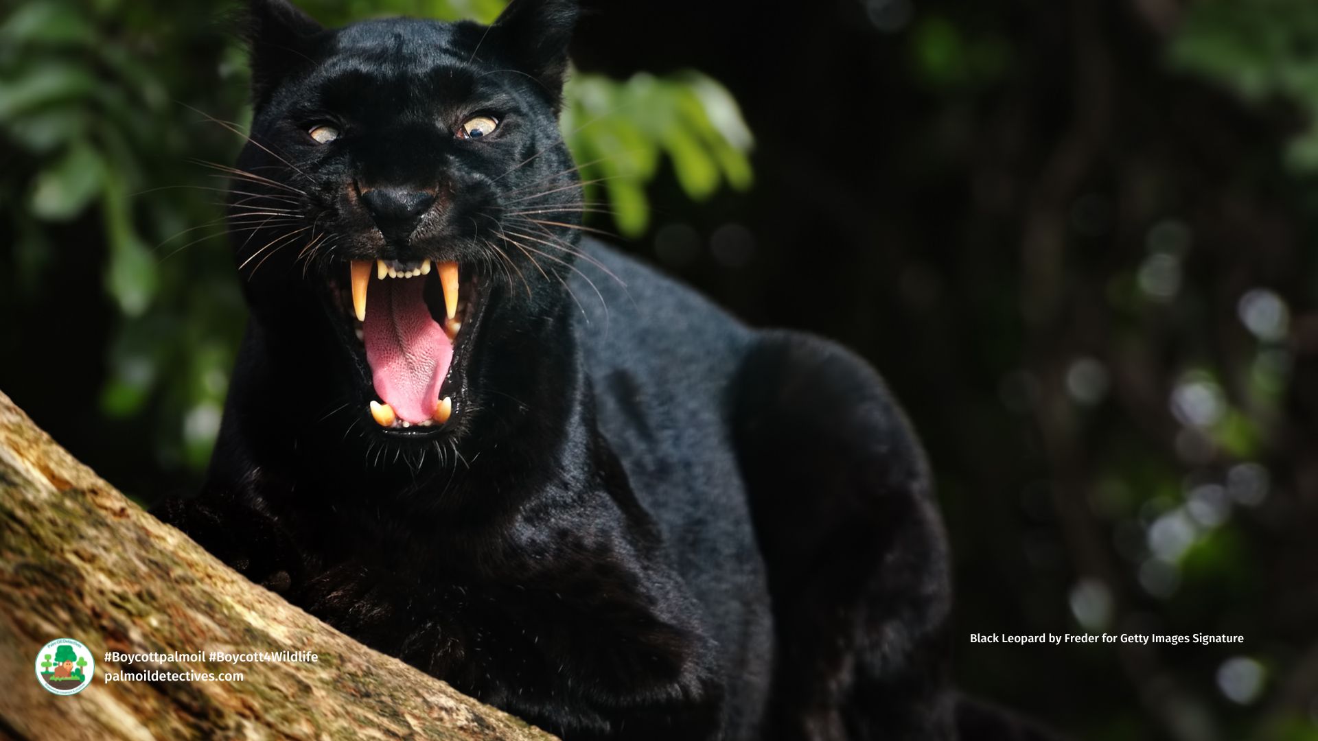 What, Why and Where of Black Leopards