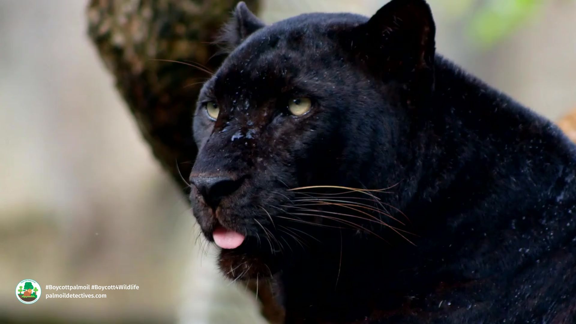 What, Why and Where of Black Leopards