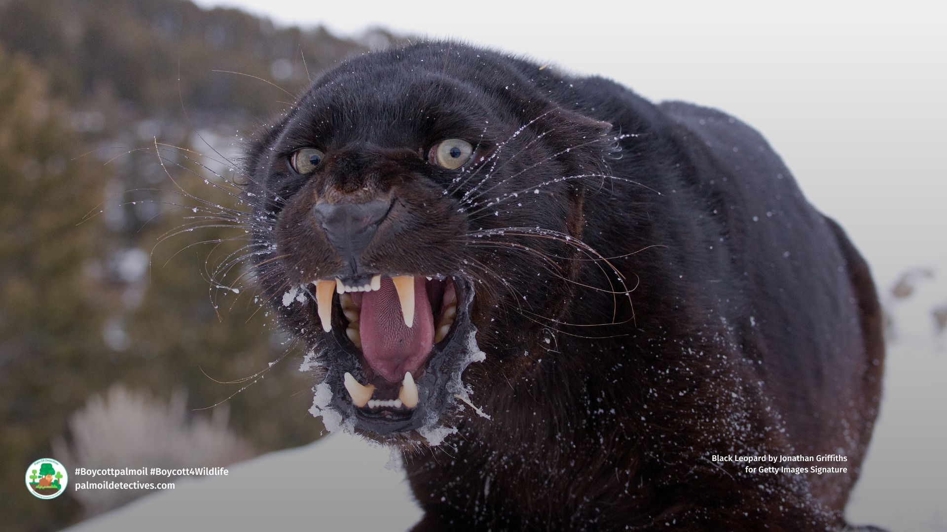 What, Why and Where of Black Leopards